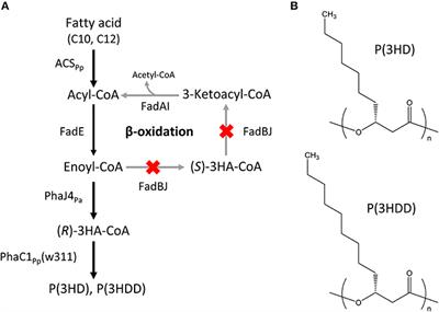 Low Carbon Concentration Feeding Improves Medium-Chain-Length Polyhydroxyalkanoate Production in Escherichia coli Strains With Defective β-Oxidation